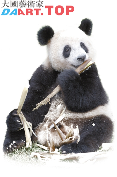卧龙保护区的大熊猫